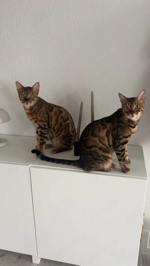 Zwei Bengalkater suchen ein neues Zuhause 