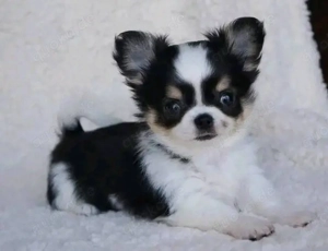 Süße Mini-Chihuahua-Welpen 