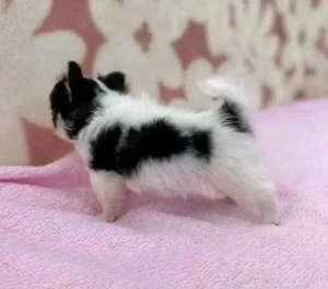 Super süße Chihuahua-Welpen 