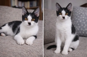 Katze Kater Tierschutz Bundesweite Vermittlung 