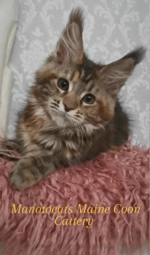 Traum Maine Coon Mädchen Hera mit Stammbaum sucht.. 