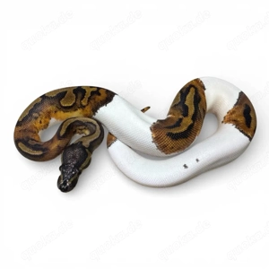 0.1 Baby Königspython Weibchen