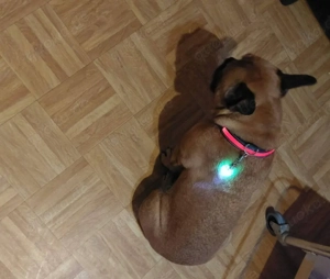 Biete Hundebetreuung auf Minijob Basis 