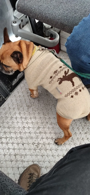 Biete Hundebetreuung auf Minijob Basis  Bild 5