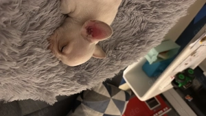 Französische Bulldogge weiblich Bild 2