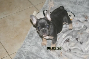 Franz. Bulldogge Welpe in blue tan sucht Liebhaber