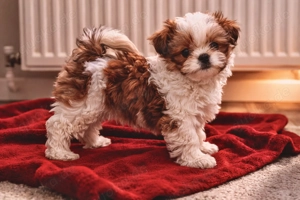 Mini Bollipoo rüde in Panda Optik