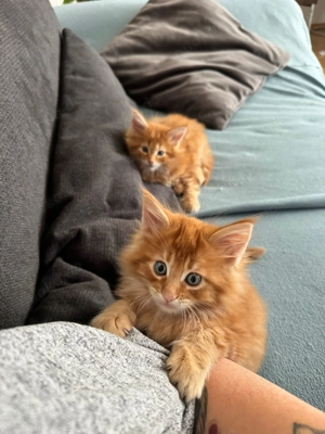 Mainecoon Kitten 
