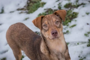 *MERLE* - Ich bin lieb, aktiv, freundlich, lernbereit, und ich mag die Menschennähe