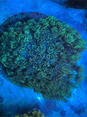 Goniopora XL Grün