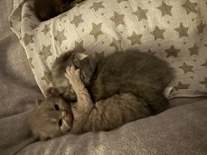       4.zuckersüsse BKH Kitten - toll Farben     