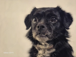 Greta, kleines Herz sucht großen Platz im Leben