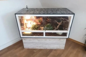 Terrarium mit Kompletter Ausstattung und Fire Kornnatter NZ24