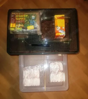 Verkaufe Terrarium mit kompletter Ausstattung und Fire Kornnatter (NZ24) Bild 10