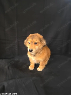 Milly sucht eine Familie 