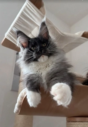    Liebevoll aufgezogene Maine Coon Kitten suchen ein Zuhause fürs Leben   