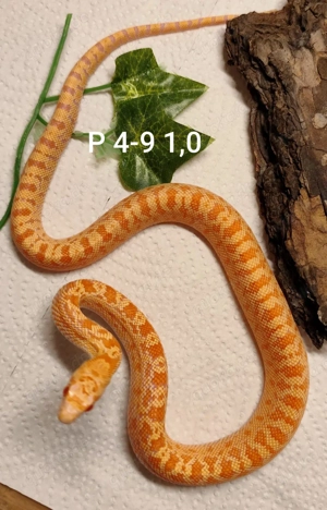 Pituophis catenifer affinis, Sonora Gophersnake, Nattern Bild 3
