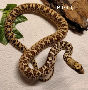 Pituophis catenifer affinis, Sonora Gophersnake, Nattern Bild 2