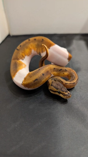 Königpython 1.0 Pinstripe Piebald