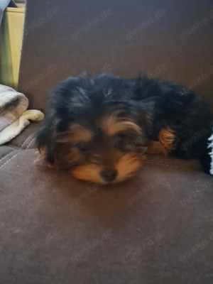 Yorkimischlingswelpe