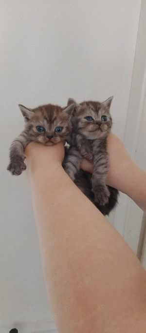 Süße 4 BKH kitten bereits reservieren