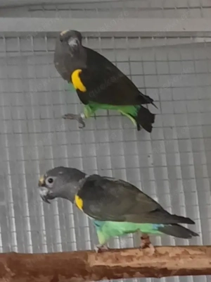 1,1 Goldbugpapagei Zuchtpaar