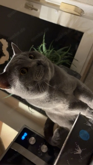    BKH Deckkater   Gizmo (2 Jahre)   