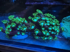 Alveopora korallen ableger