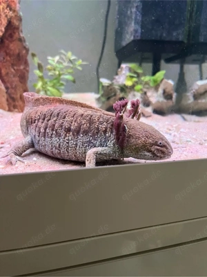 Axolotl Weibchen