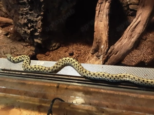 Verkaufe  Tausche Thamnophis macrianus Zuchtbock  Bild 2