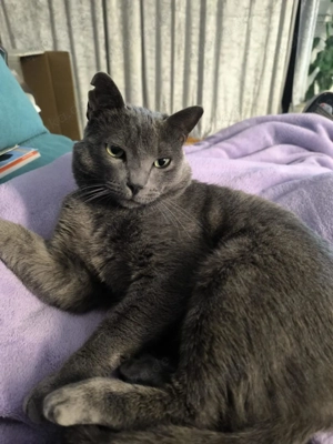 Grey sucht sein Zuhause