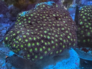 bernadopora goniopora große ableger