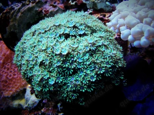 Korallenableger- Ofwegenum verseveldti Weichkoralle