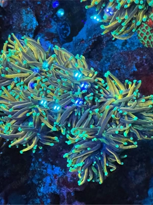 Euphyllia Glabresence Hellfire