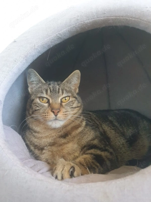 Groga sucht ihr Zuhause - Einzelkatze mit Freigang Bild 3