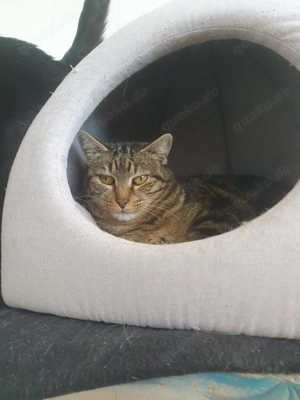 Groga sucht ihr Zuhause - Einzelkatze mit Freigang Bild 2