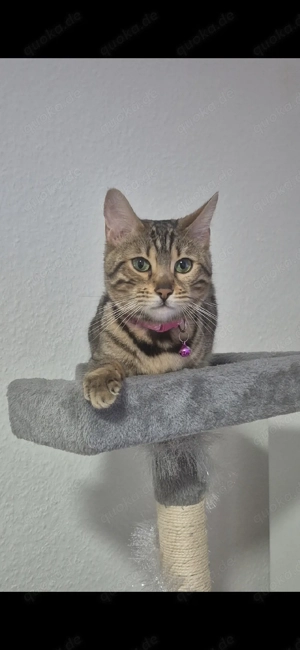 Reinrassige Bengalkatze