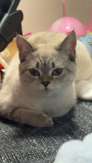 Britisch Kurzhaarkatze