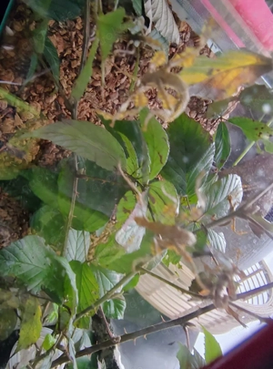 Australische Gespenstschrecken 