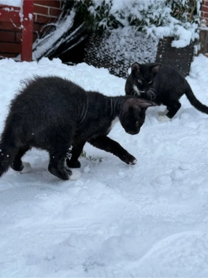 Sphynx Mix Geschwisterpaar sucht Zuhause