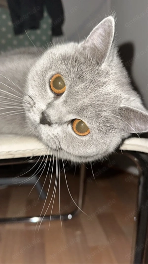 Britisch Kurzhaar (BKH Blue