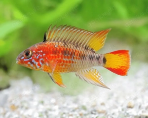 Suche Zwergbuntbarsch Pärchen 