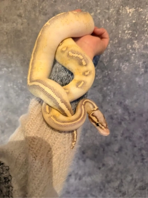 Königspython Supregravel Superpastel 1.0