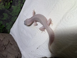 Junger Leopardgecko Blizzard