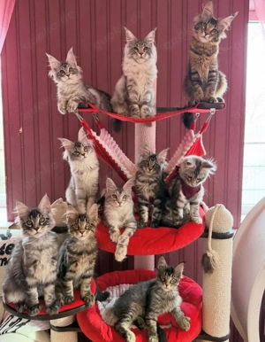    *Maine-Coon-Kätzchen suchen ein Zuhause!*