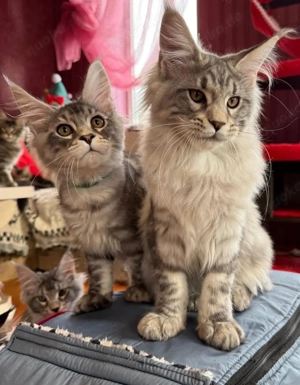 *Maine-Coon-Kätzchen zur Adoption     *