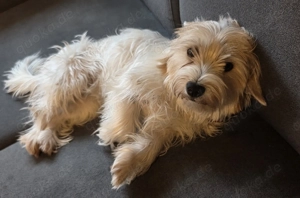 Yorkshire terrier hündin 