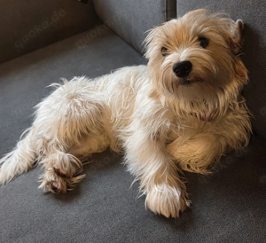 Yorkshire terrier hündin 