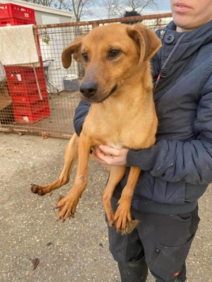  Tiki, zzt. in Ungarn, ist eine sympathische freundliche Hündin