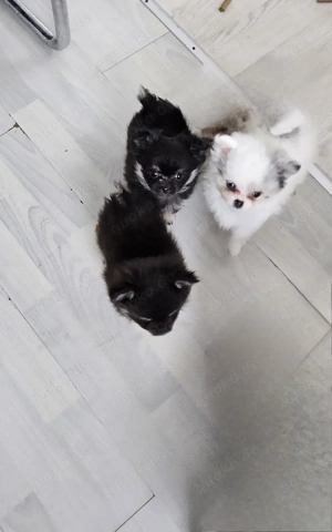 Süße welpen mit außergewöhnlicher  Fellprägung Weibchen... und blauen Auge Bild 3